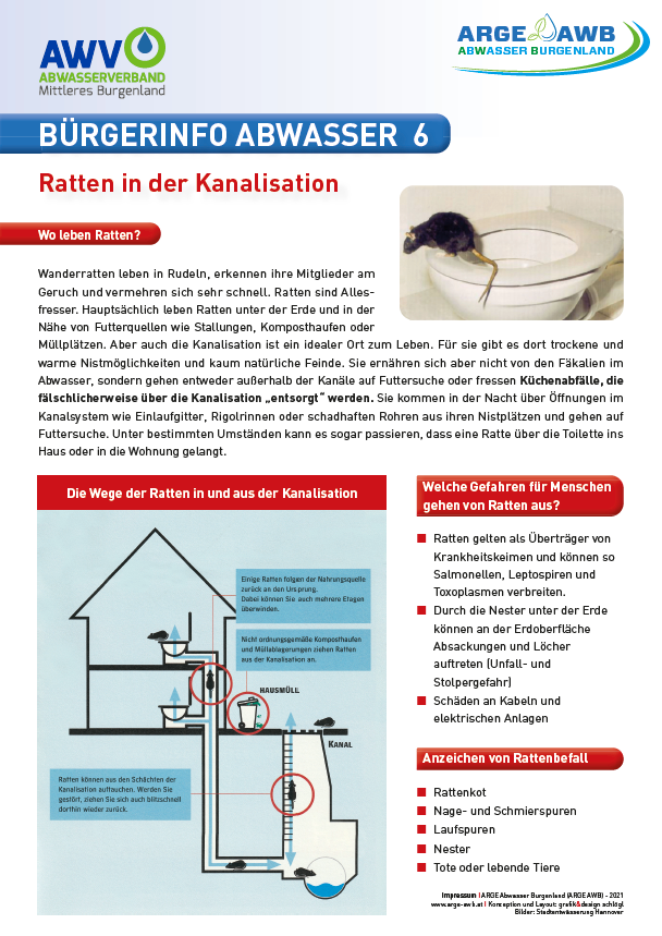 Ratten in der Kanalisation